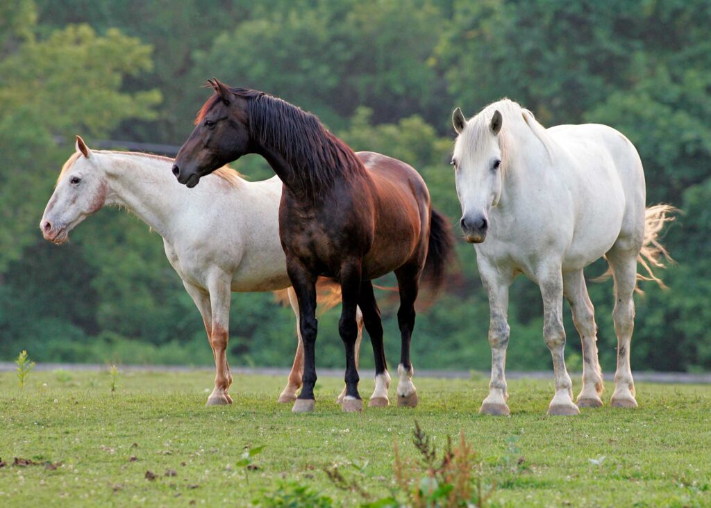 Home - Mylestone Equine Rescue