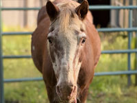sprinkles-photo